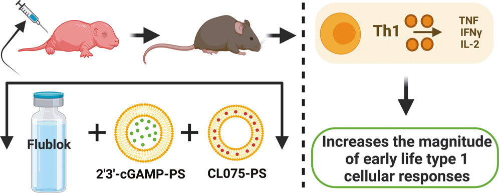 Recent article in <a href="/ACSPublications/">ACS Publications</a> led by <a href="/PrecVaccines/">Precision Vaccines Program</a> researchers, Drs. <a href="/David_J_Dowling/">Dr. David J. Dowling, Ph.D.</a> &amp; <a href="/SoumikBarman3/">Soumik Barman</a> indicates an adjuvanted nanocarrier-based vaccine that activates early life type 1 immune responses. ow.ly/ZCjj50KIEG5