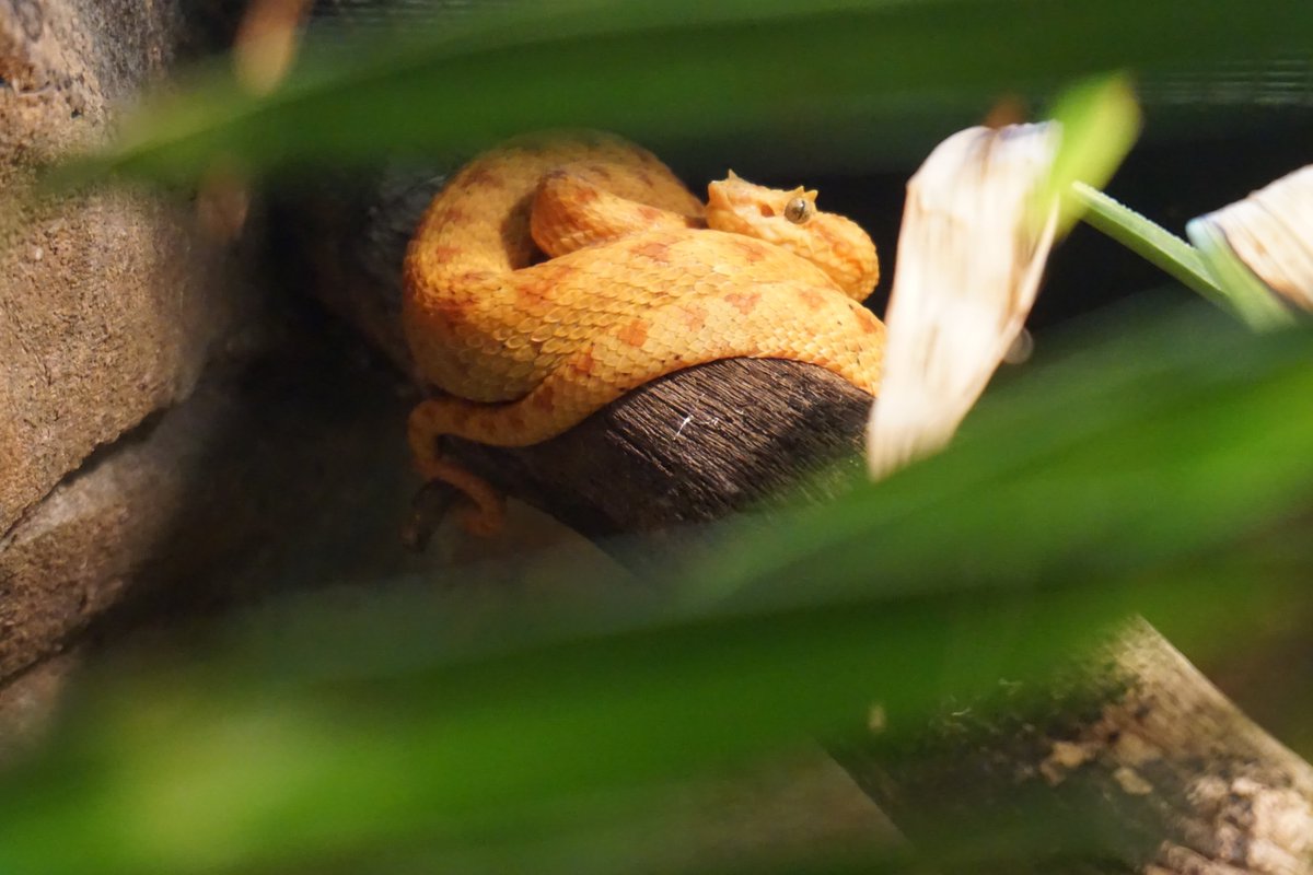 Our eyelash viper is named quite appropriately with scales that protrude just above their eyes that look just like long, gorgeous eyelashes. Scientists believe these scales may aid in camouflage, but we think it makes them look adorable 🐍✨