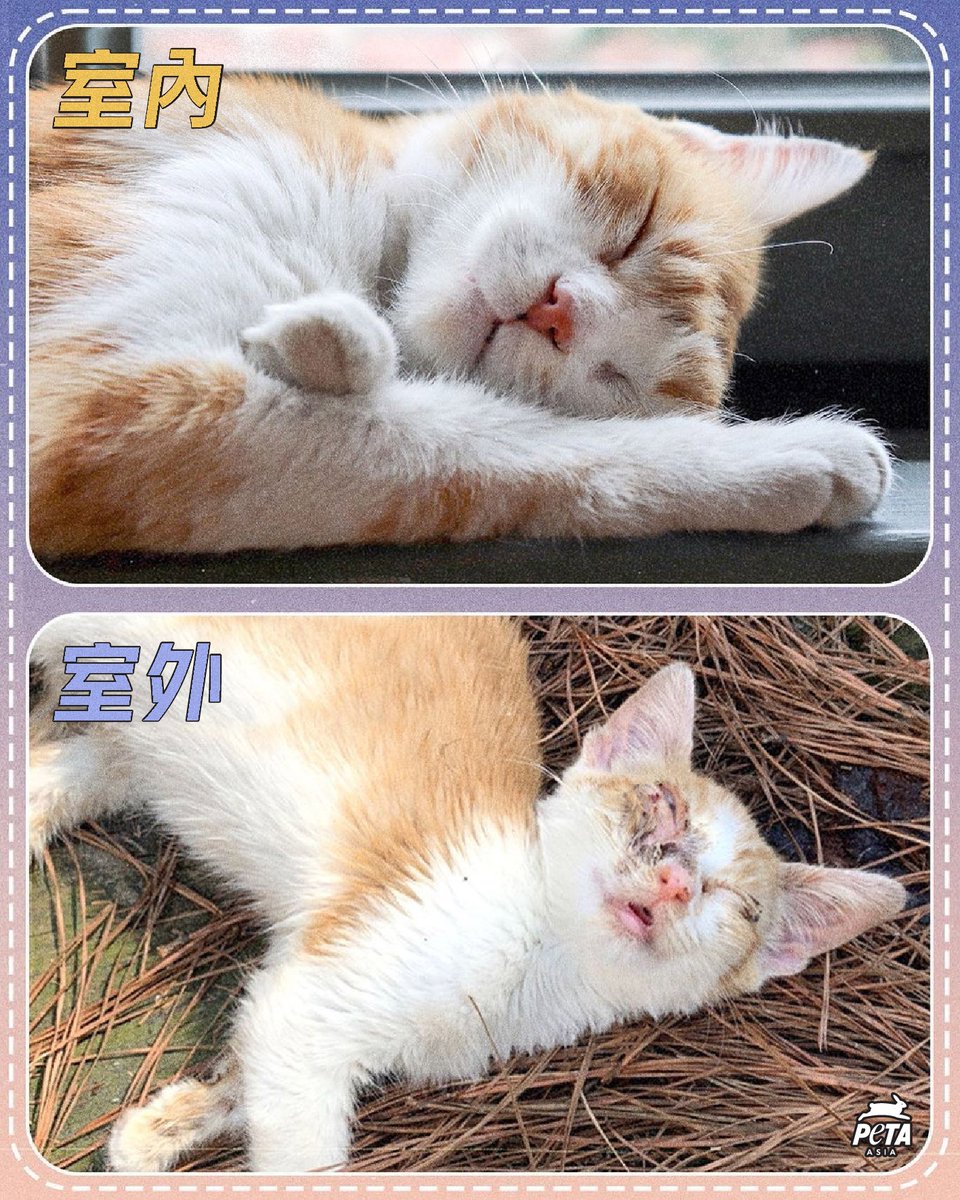 PETAAsiaTC's tweet photo. 讓貓咪待在室內會更安全🐱

#貓 #貓咪 #喵星人 #貓奴 #鏟屎官 #保護動物小貼士 #Cats #IndoorCat #CatsOnLeashes #KeepCatsIndoors #KeepCatsSafe #CatsOfInstagram #AnimalTips https://t.co/98gjktiaMl