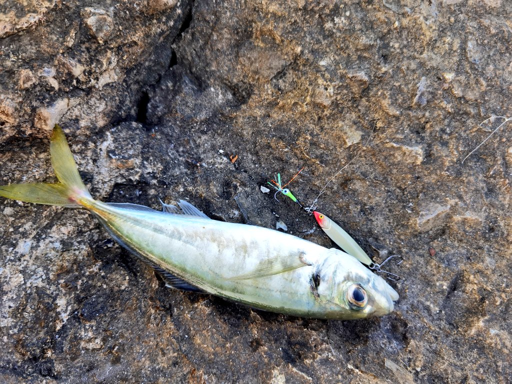 _ajimaster's tweet photo. 🎣🎣🎣
#blackseaajing #microgame #rockfishing #Crimea #Sevastopol #ajing #metaljig https://t.co/YBCe2GGyao