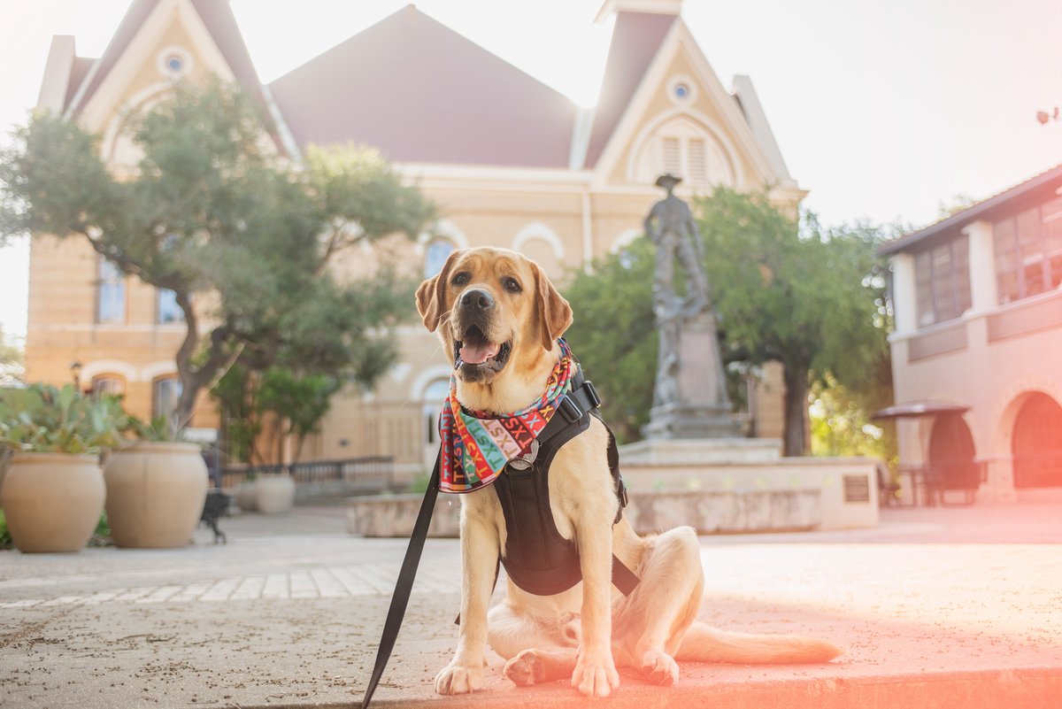 txst's tweet photo. Sending love &amp; hugs to @UPDtxst’s very own @PawfficerBrady this #ServiceDogMonth! 

Drop a ❤️ if you think he’s the goodest &amp; cutest boy! 😍 https://t.co/zrn7osdbkM