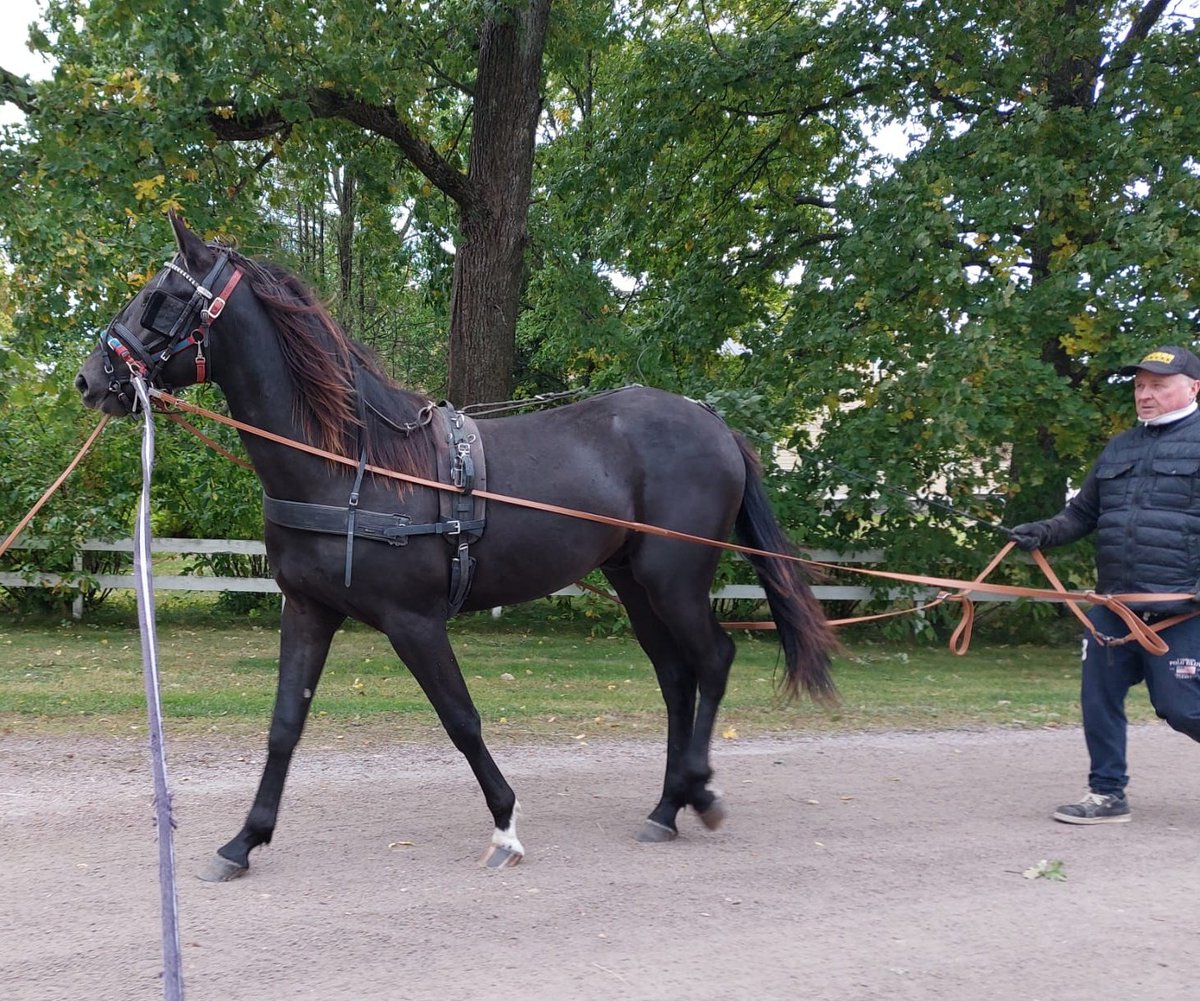 MaxxBirdland's tweet photo. Osvaldon raviaakkosten opettelu on hyvässä vauhdissa Utalan tallilla Hollolassa.

Osvaldo, 2021 ori
(Orlando Vici- Västerbo My Lady, Quite Easy) #ravit #utalaracing
📸 @sannautala https://t.co/wsa1SZ5S7i