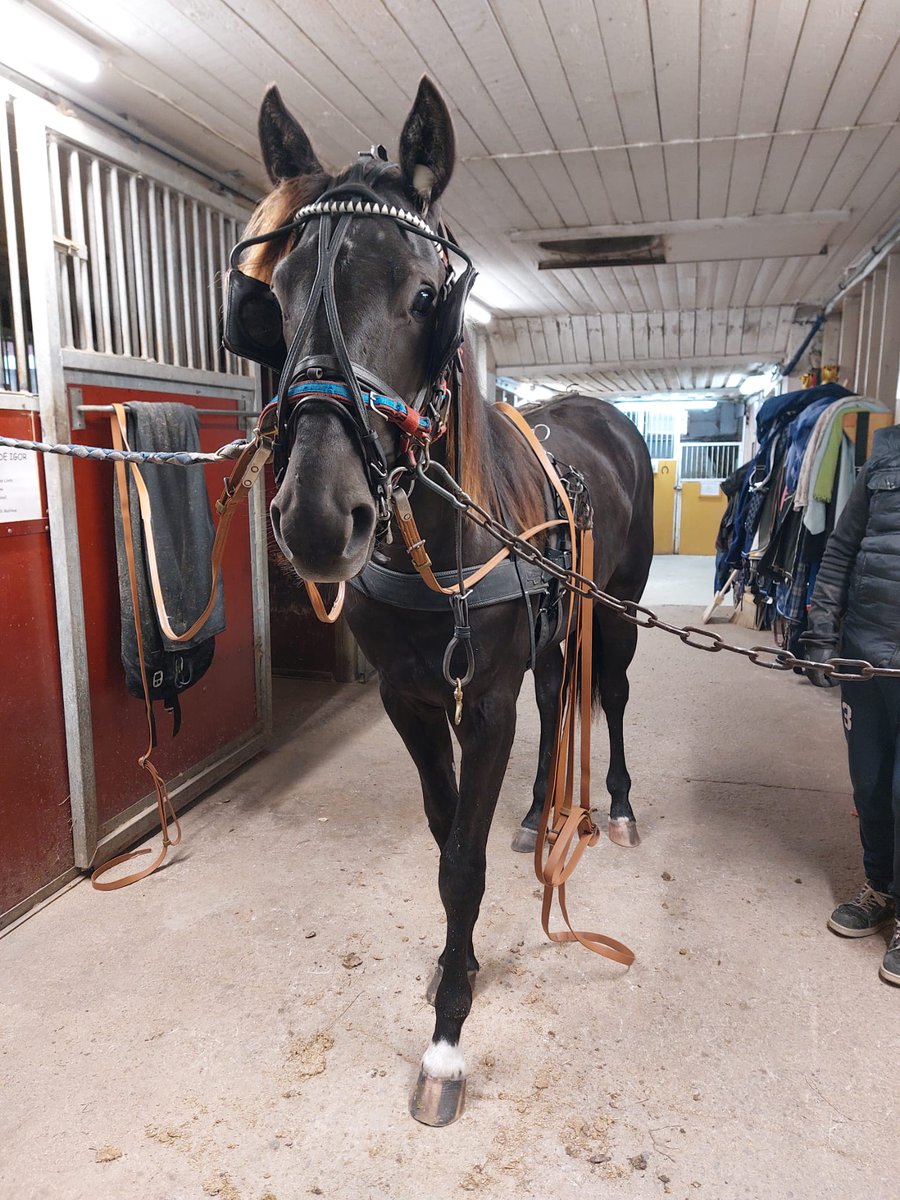 MaxxBirdland's tweet photo. Osvaldon raviaakkosten opettelu on hyvässä vauhdissa Utalan tallilla Hollolassa.

Osvaldo, 2021 ori
(Orlando Vici- Västerbo My Lady, Quite Easy) #ravit #utalaracing
📸 @sannautala https://t.co/wsa1SZ5S7i