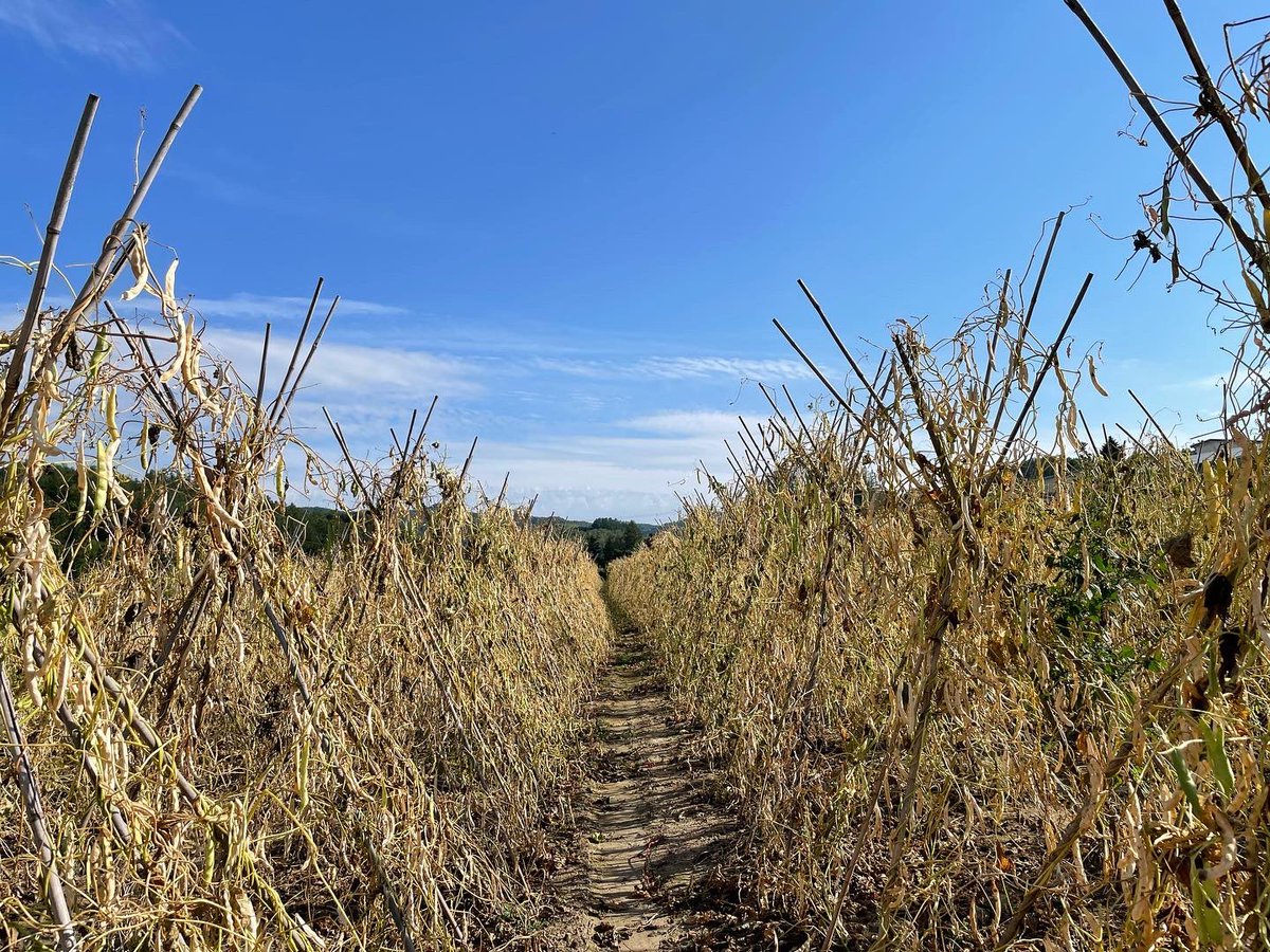 HareFarm_JP's tweet photo. 虎豆の収穫始まりました！
ひたすら竹を抜きます🥳
#虎豆 #北見 #農 #farming #tigerbeans https://t.co/FN6odetZFo