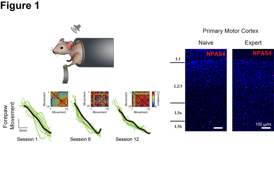 uOttawaMed's tweet image. How does #MotorMemory process work? @uOttawaMed’s Dr. Simon Chen @SChenlab observed circuits rewire in the brains of mice as they learned a new task.
 
This could help develop therapeutics for patients hoping to recover motor functions.
 
@ScienceDirect
🔗med.uottawa.ca/en/news/uottaw…