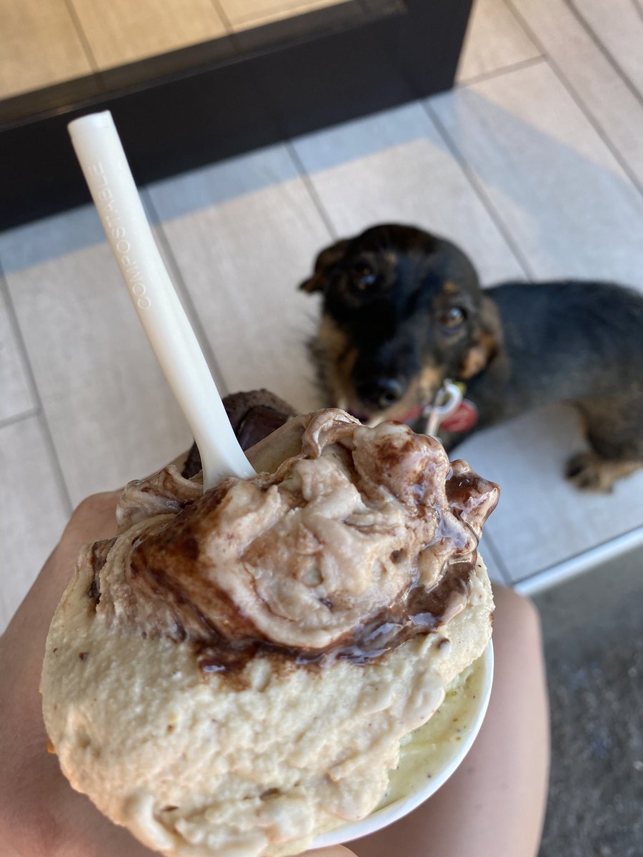MmePlaisirchen's tweet photo. @HerrLatte @ellyteratur Gibt nur Eis #dackelcontent https://t.co/wrflUuaTiv