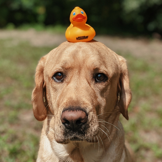 wescoturf's tweet photo. Thank you to our customer, Avi at Citrus Equipment & Repair, for sharing this photo of her handsome boy, Brady, showing off his #WescoLuckyDuck. #RedIronDogs 🐕 https://t.co/vcOmSX5CAQ