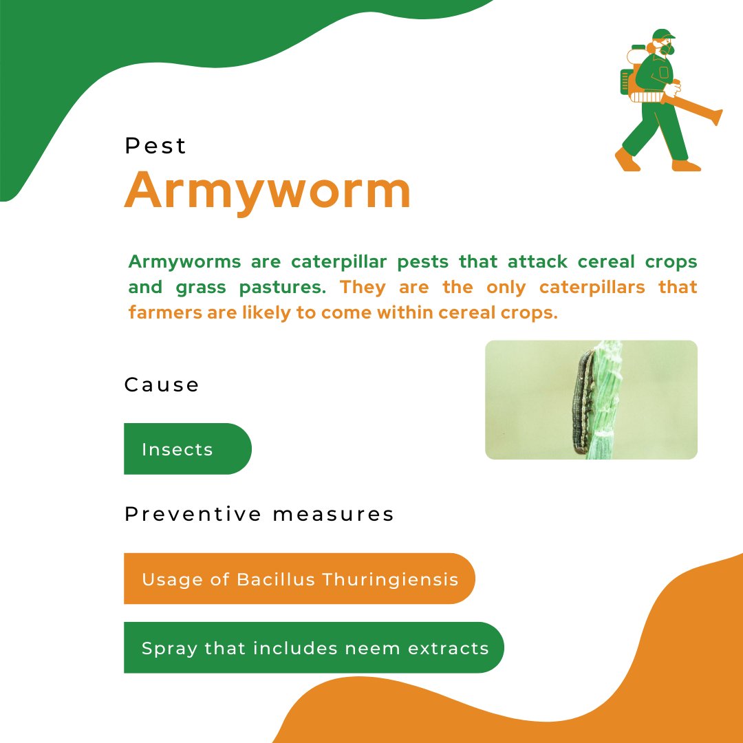 mapmycrop's tweet photo. To be able to correctly identify your pest—whether it's a weed, insect, animal, microbe, or other organism—makes managing it simpler and frequently more successful. 

#farmers #digitalagriculture #barleyyields #farming #farmlife #farmingtips #cropoftheweek #pests #pestmanagement https://t.co/v6jK4vTghs
