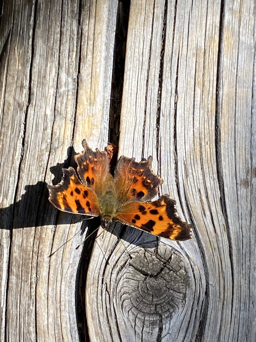 2000_kyle's tweet photo. @brittlestar I’m not sure, but it sort of looks like this picture I took a few weeks ago. Should we make a coffee table book? https://t.co/0BSB6cFbkL