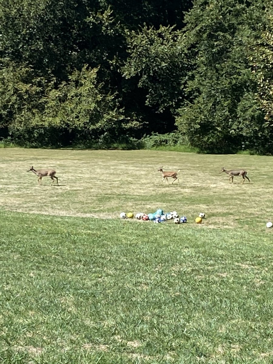 Mrs. Cimorelli tweet media