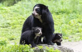 The Andean Bear is vulnerable b/c of habitat loss & poaching.They live in South America.There's less than 10,000 left.The best way to help: Be a responsible consumer.Purchase certified shadegrown,bird friendly coffee & other sustainably products.Encourage others to do the same.