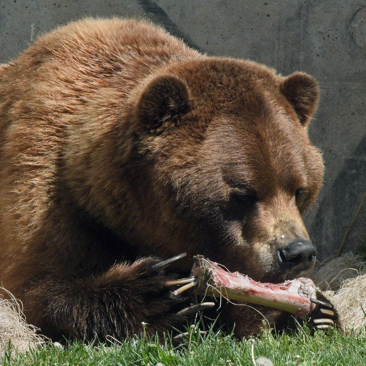 brookfield_zoo's tweet photo. We are deeply saddened to announce the loss of Jim, a 27-year-old male brown bear. Yesterday, September 13, animal care and veterinary staff made the difficult decision to euthanize the geriatric bear due to his declining health associated with his very advanced age. 🧵 https://t.co/jObmf3i94a