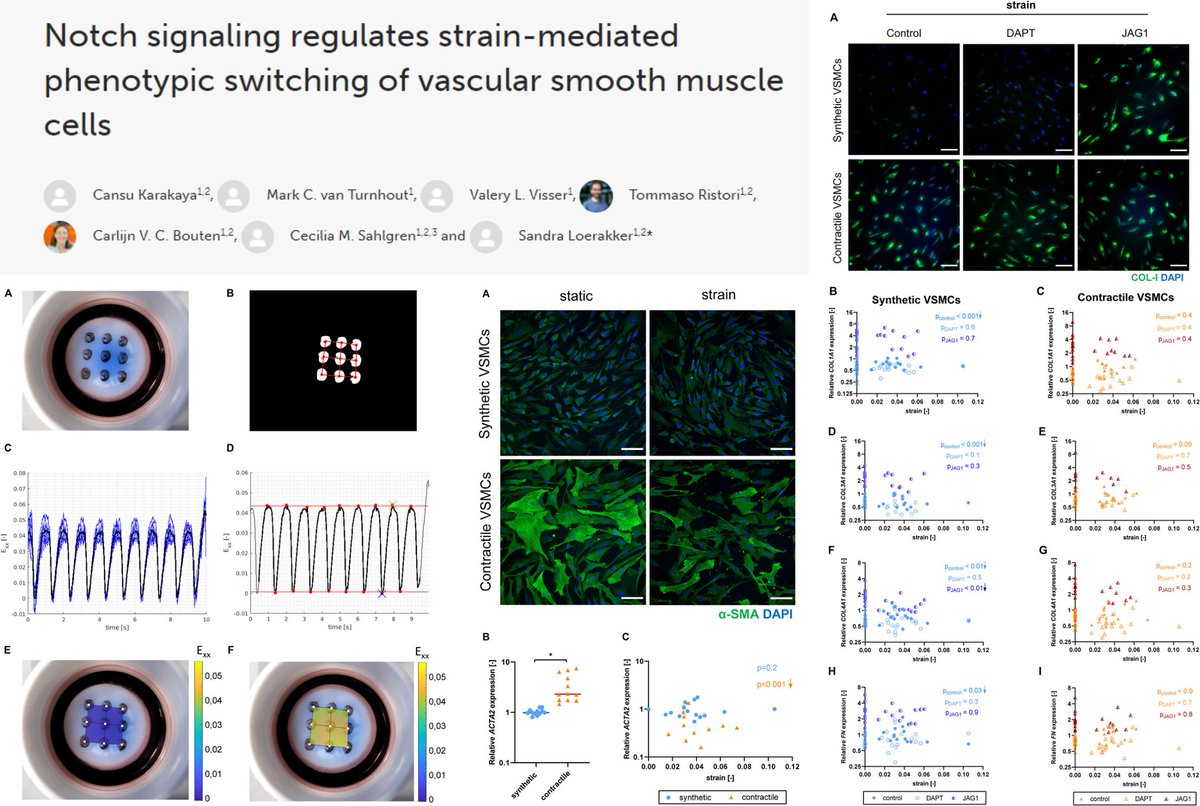 HaoYin20's tweet photo. Biaxial #CyclicStretch (strain 0-12%, 1 Hz, 48 h) on expression of Notch1/2/3, Jag1 & ECM (Collagen, FN) in👤coronary artery #SmoothMuscleCell
Jag1 or DAPT blunts SMC mechanoresponses in Notch & ECM levels🤠
Dr. Sandra Loerakker lab @FrontCellDevBio 2022
https://t.co/ztkM6L8MHl https://t.co/9juujheXBy