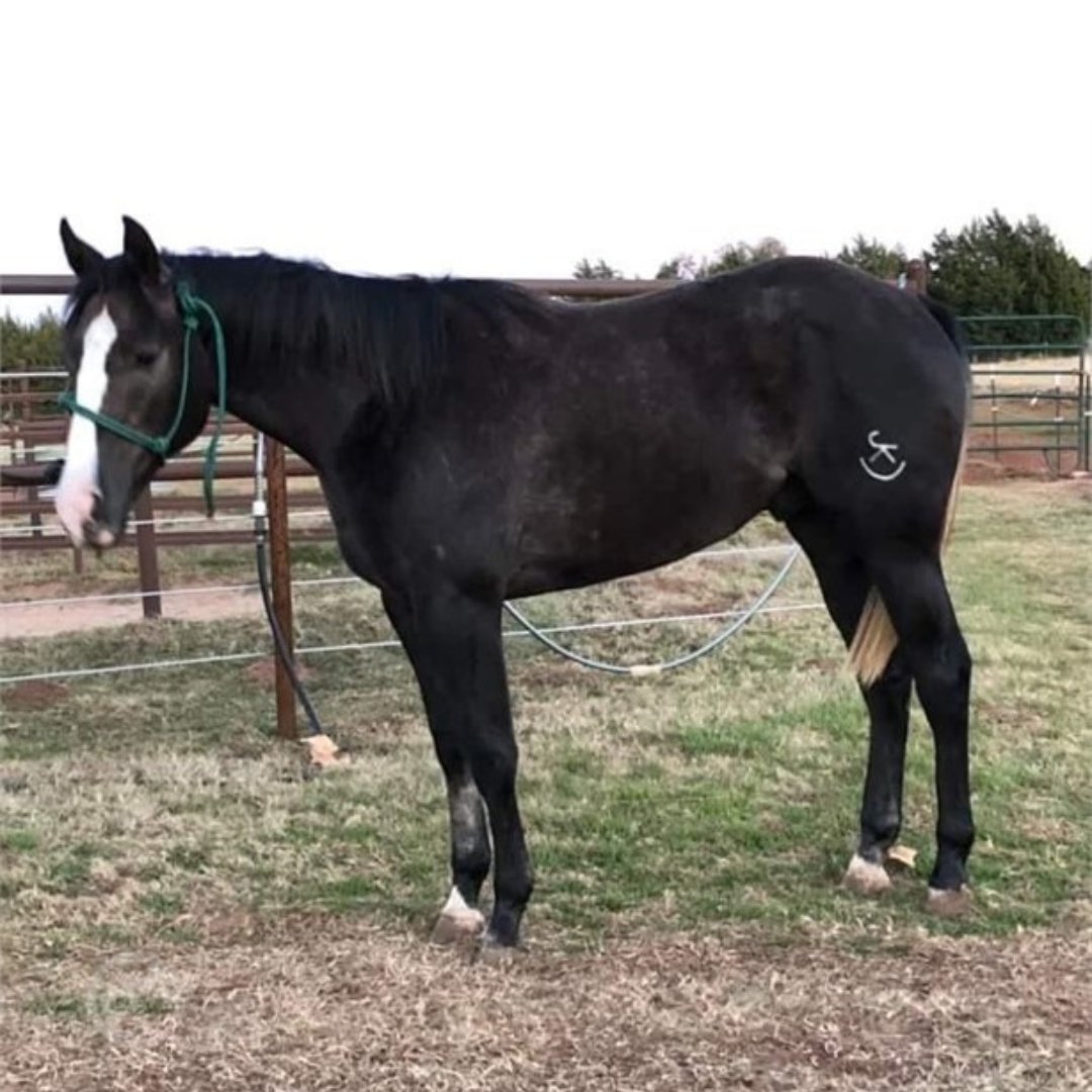 IVE GOT FANCY SOX has 30 days with a professional trainer. He's enrolled in Triple Crown, Pink Buckle, Ruby Buckle, Future Fortunes, and Breeders Challenge and eligible for VGBRA and Royal Crown!!

Learn More: bit.ly/3U3rogK