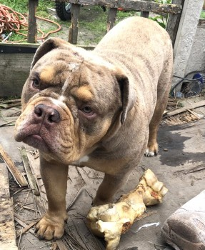 millypod1's tweet photo. 🆘13 SEPT 2022 #Lost RUE #ScanMe 
YOUNG Sandy Brown Bulldog Male 
#Eyton #Wrexham #Wales #NorthWales #LL13 
Wondered off from his owner's garden into nearby fields. DO NOT CHASE/ call / attempt to grab.
SIGHTINGS PLZ ☎️07923 090347
https://t.co/QNa48lD1ol https://t.co/93LsL6WrXT