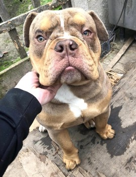millypod1's tweet photo. 🆘13 SEPT 2022 #Lost RUE #ScanMe 
YOUNG Sandy Brown Bulldog Male 
#Eyton #Wrexham #Wales #NorthWales #LL13 
Wondered off from his owner's garden into nearby fields. DO NOT CHASE/ call / attempt to grab.
SIGHTINGS PLZ ☎️07923 090347
https://t.co/QNa48lD1ol https://t.co/93LsL6WrXT