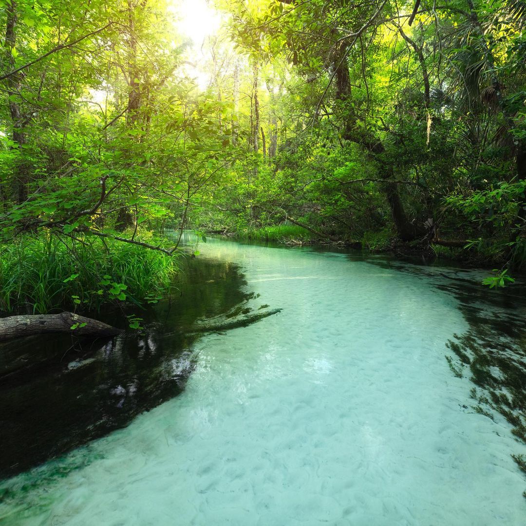 VISITFLORIDA's tweet photo. You know what they say… there’s always gold at the end of the #RainbowRiver 🌈💧 Go find yours 💛 #LoveFL

📸IG: codylaubphotography 
📍: Rainbow River https://t.co/1i95r8fk6U