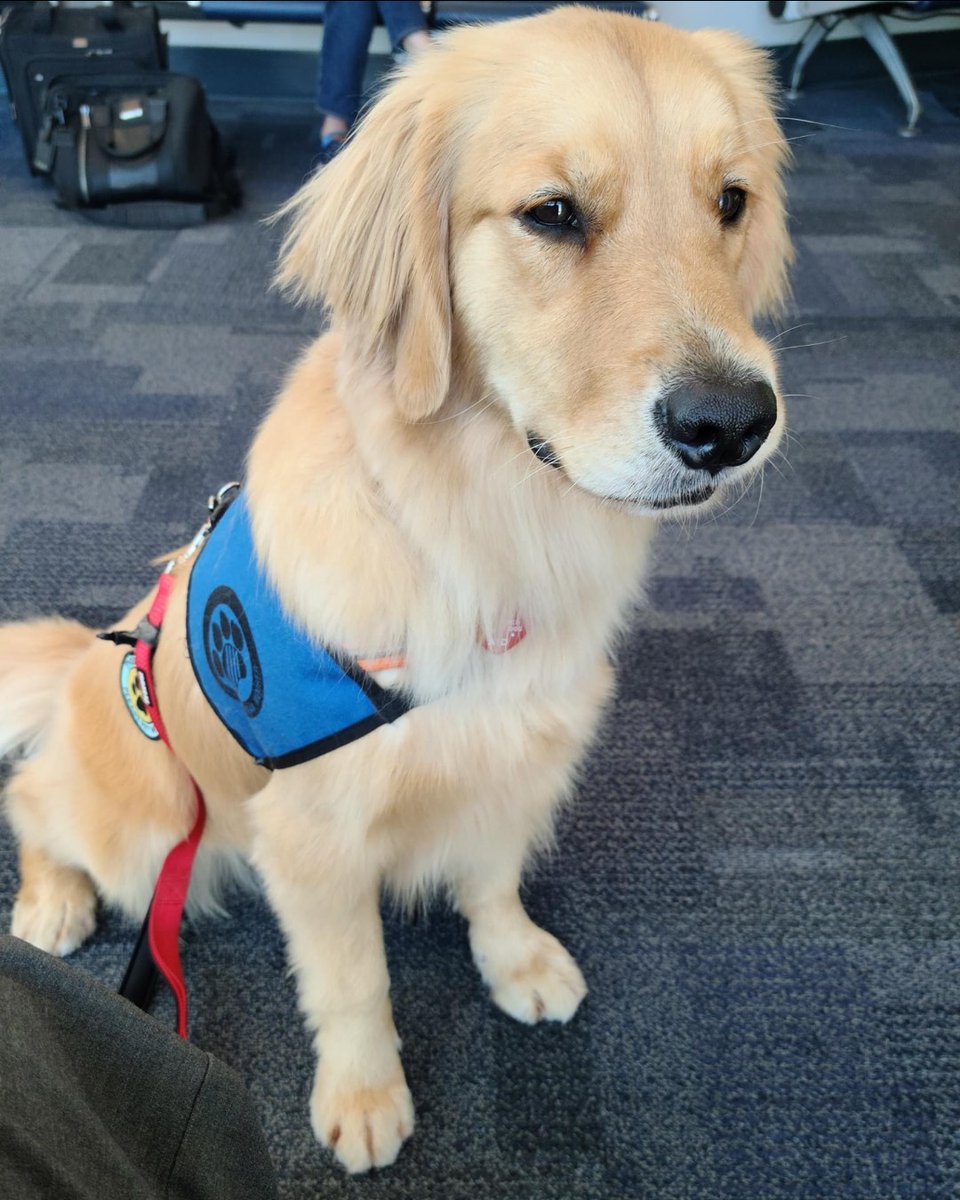 🐕 Meet Coda, our newest #JAXPaws comfort pup! The volunteer JAXPaws teams roam the airport to offer comfort and stress relief to passengers while traveling. 
#airporttherapydogs