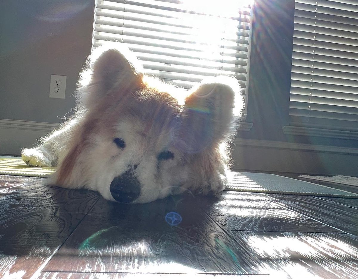 MrsRossi13's tweet photo. The past month in a few photos! Art, axes, and Bailey finding the good light for naps. ❤️😎 https://t.co/5fs8dyxiky