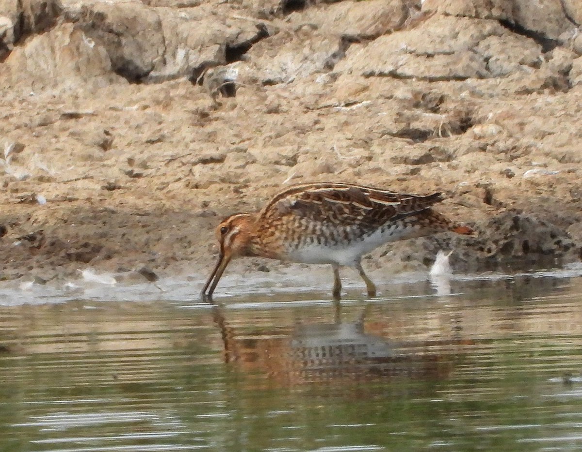 Mary Smith🇺🇦 (@mrswatervole) on Twitter photo Common Snipe seen last week at Hen Reedbeds <a href="/coastalwarden/">SWT North East Suffolk Warden</a> <a href="/suffolkwildlife/">SuffolkWildlifeTrust</a> <a href="/SWTBroadsWarden/">SWTBroadsWarden</a> Common Snipe seen last week at Hen Reedbeds <a href="/coastalwarden/">SWT North East Suffolk Warden</a> <a href="/suffolkwildlife/">SuffolkWildlifeTrust</a> <a href="/SWTBroadsWarden/">SWTBroadsWarden</a>