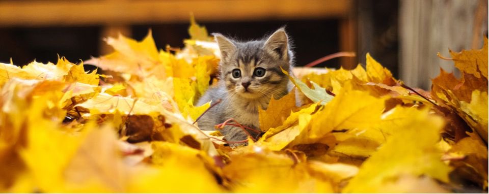 PetPlaceFans's tweet photo. Is fall your favorite season? Check out fall-inspired names for your cat at this link! https://t.co/KLj0NMcnsd https://t.co/JNFTNsZ4Ku
