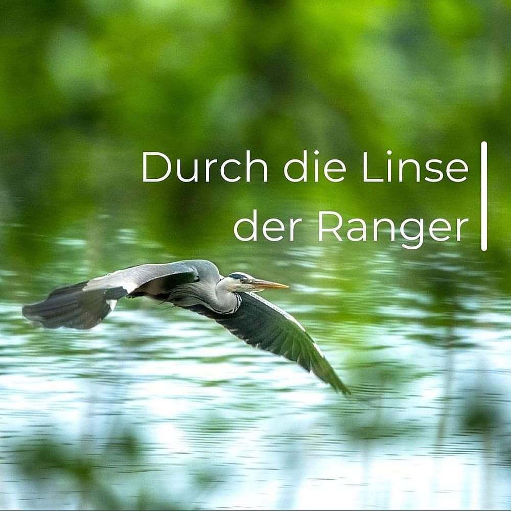 Carsten_Preuss's tweet photo. Tierische Flieger im Visier:
Am 16.09.2022 wird eine Ausstellung mit einem Vortrag zur Vogelwelt des Naturparks Dahme-Heideseen
um 19:00 Uhr in der Stadtbibliothek Königs Wusterhausen, Scheederweg 1, eröffnet. https://t.co/4kz6yzAw4Z https://t.co/8GHpHDxUvH