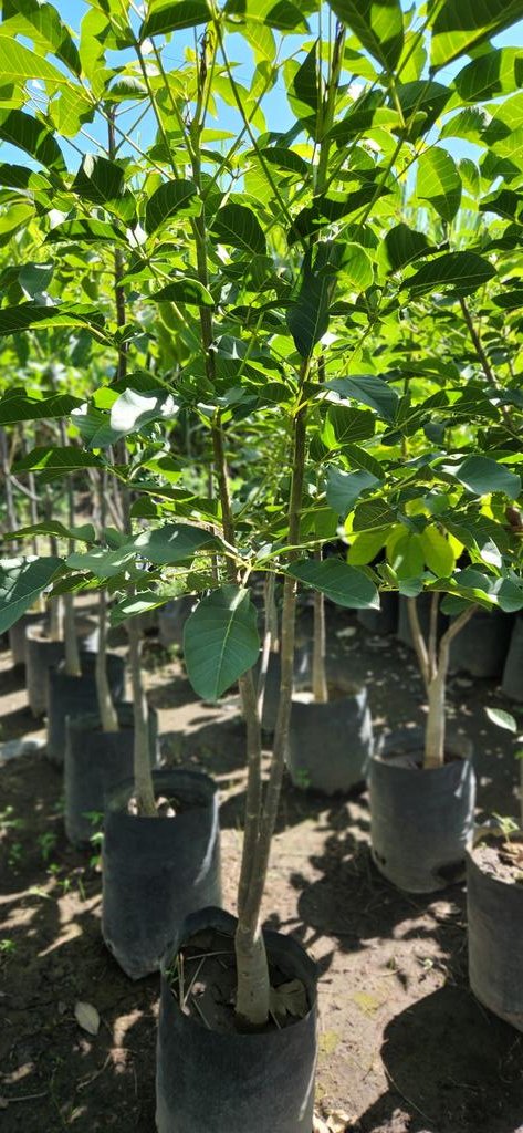 FlorVivero's tweet photo. 🌸📢 Guayacán rosa Bolsa 18 litros.

📍Cuautla,Morelos.

#viverolaflordemorelos #viveros #vivero #Guayacán #guayacanrosa #RobleRosa #Maculis #macuil #paloderosa https://t.co/nUwY4eqDr9