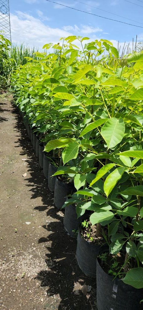 FlorVivero's tweet photo. 🌸📢 Guayacán rosa Bolsa 18 litros.

📍Cuautla,Morelos.

#viverolaflordemorelos #viveros #vivero #Guayacán #guayacanrosa #RobleRosa #Maculis #macuil #paloderosa https://t.co/nUwY4eqDr9