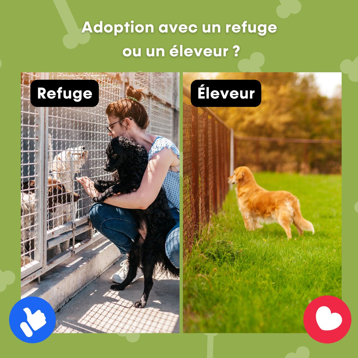 La décision d'acheter ou d'adopter un chien ou un chat dans un refuge ou de l'acheter à un éleveur est une décision qui doit être prise après mûre réflexion.  #Adopter #adoption #chien #chat #animauxenligne