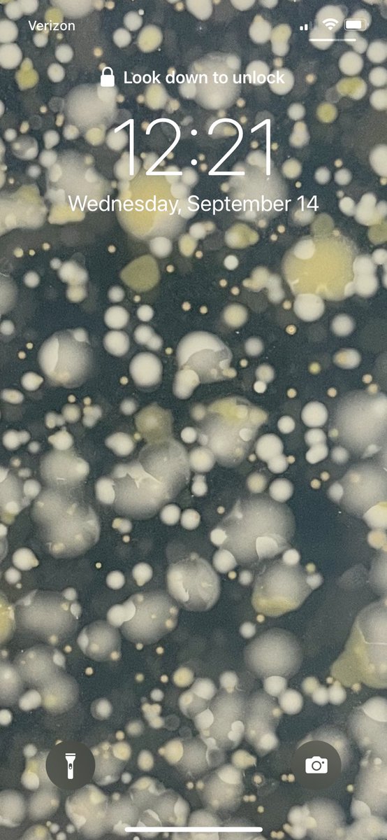 markowenmartin's tweet photo. My new Lock Screen for my iPhone. #WBBs. @univpugetsound @ASMicrobiology https://t.co/tUn7E5bN7F
