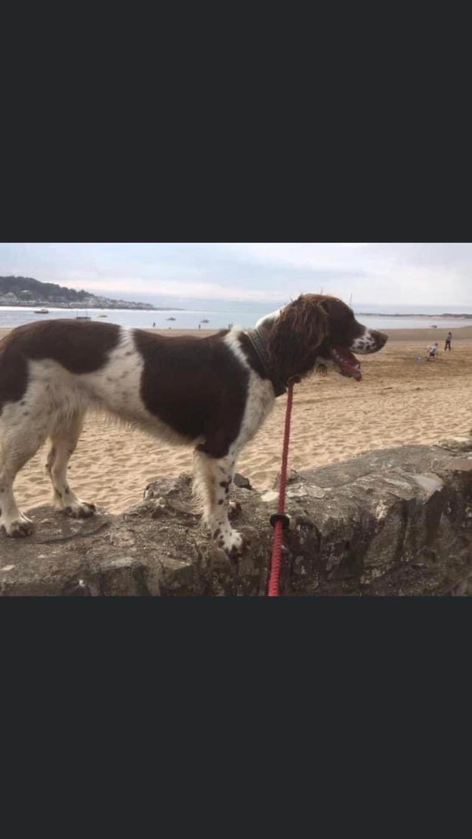 #SpanielHour 
MOLLY went missing #GoodFriday 19/4/19, #RoseAsh #DEVON #EX36 
SOME1, SOMEWHERE KNOWS SOMETHING
IS MOLLY LIVING NEXT DOOR TO YOU?Possibly where she’s living they didn’t know she’d been taken from her family
LIVER&amp;WHITE/ DOCKED TAIL 💰 REWARD 
facebook.com/groups/3476386…