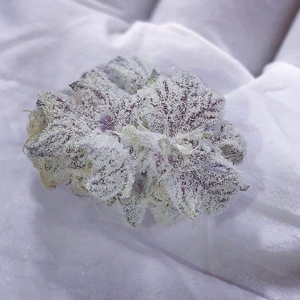 HighAssThinking's tweet photo. What would you name this strain? #Mmemberville https://t.co/A77klzwQxY
