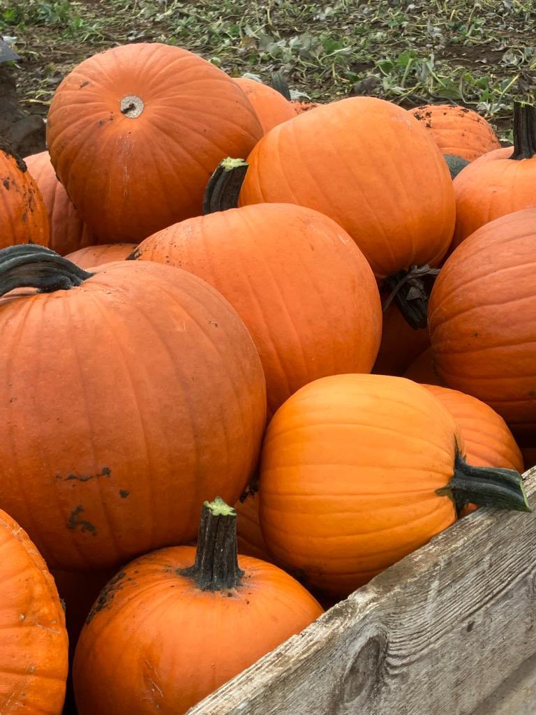 Coleby PYO Pumpkins tweet media