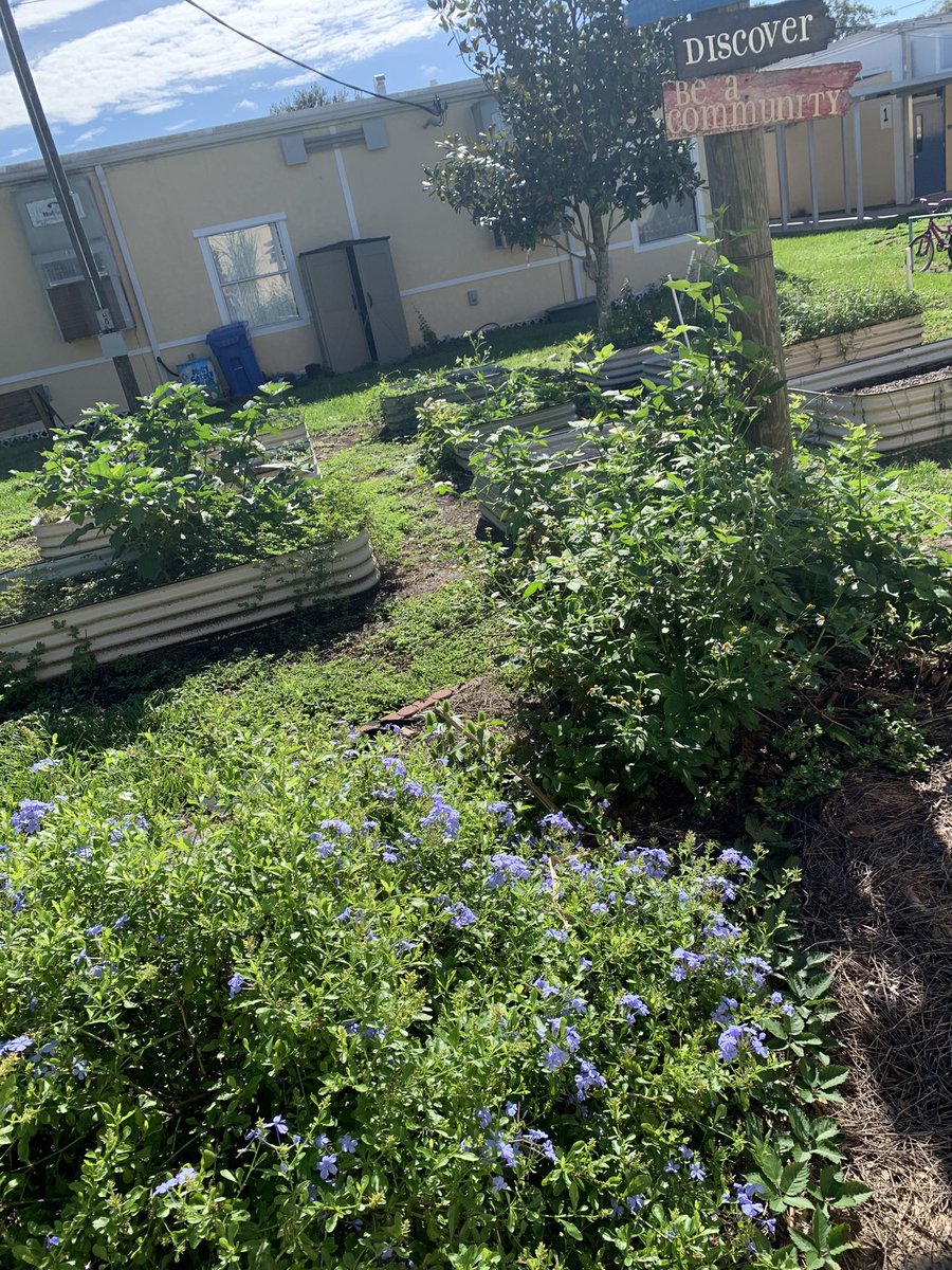 GardenMort's tweet photo. #GardenGnomies @MortElementary enriched their souls while they enriched the soil at the first club…watch us grow! 🌱 🥕 🌻@JMGKids #BEFOREAFTERCHALLENGE #BACKTOSCHOOL #SCHOOLGARDEN https://t.co/ntresUjMzL