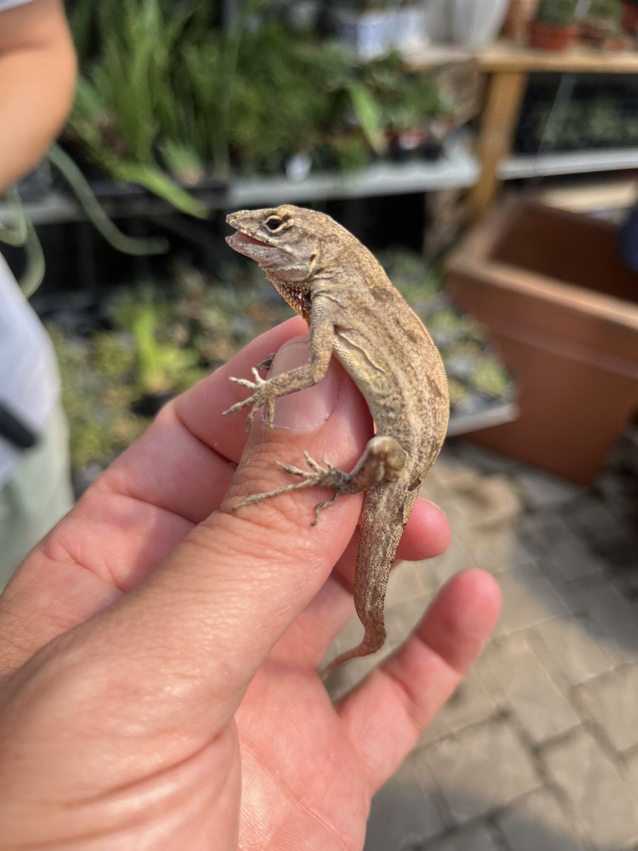 Well….we have Anolis sagrei in Conway Arkansas. There is a sizable population in a plant nursery. The lab is starting to sample the population today. <a href="/EvoLoganLab/">Mike Logan</a> <a href="/MikieSunny/">Michael Deutsch</a> <a href="/LizardMichele/">Dr. Michele Johnson</a> @CDRism
