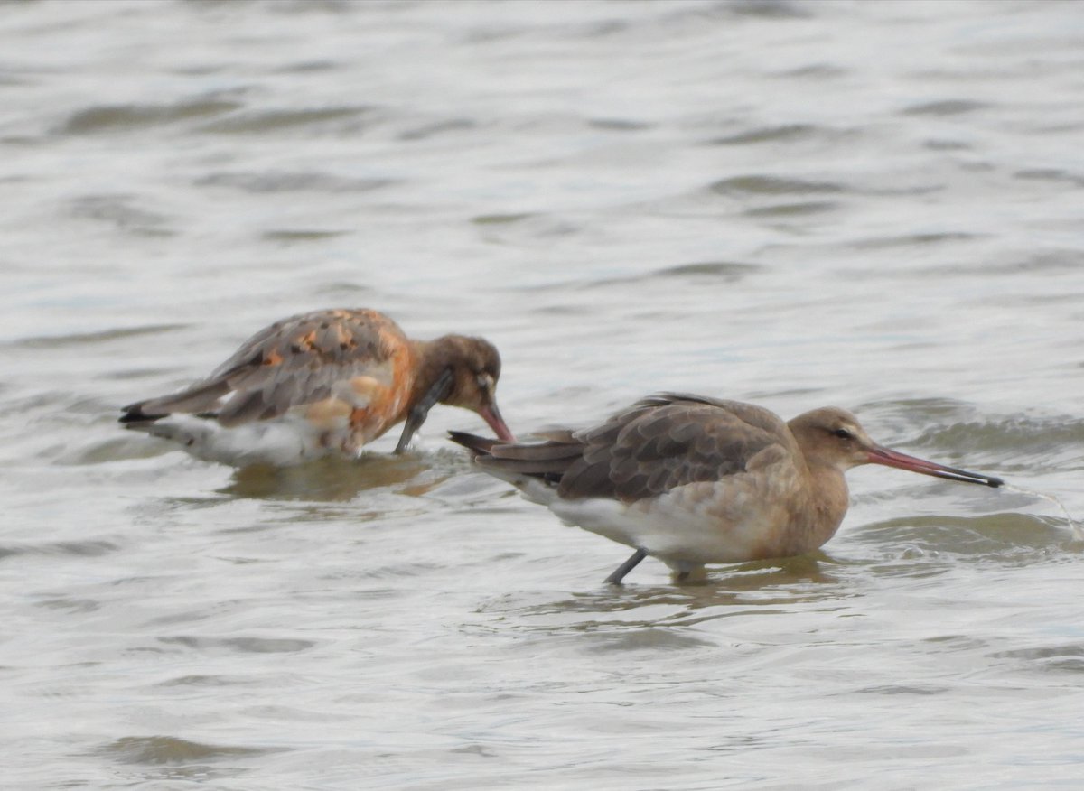 Mary Smith🇺🇦 (@mrswatervole) on Twitter photo Bar Tailed Godwits seen last week at Hen Reedbeds <a href="/suffolkwildlife/">SuffolkWildlifeTrust</a> <a href="/SWTBroadsWarden/">SWTBroadsWarden</a> <a href="/coastalwarden/">SWT North East Suffolk Warden</a> Bar Tailed Godwits seen last week at Hen Reedbeds <a href="/suffolkwildlife/">SuffolkWildlifeTrust</a> <a href="/SWTBroadsWarden/">SWTBroadsWarden</a> <a href="/coastalwarden/">SWT North East Suffolk Warden</a>
