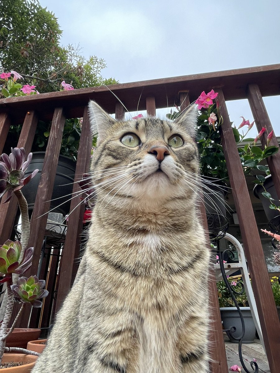 Andrea56822453's tweet photo. Good afternoon! I’m enjoying my #Hedgewatch from my lookout spot on the deck! Hope you are all having a wonderful #WhiskersWednesday !
                  ❤️☀️Sunny☀️❤️
#CatsOfTwitter #cats https://t.co/qgdnZJoCPT