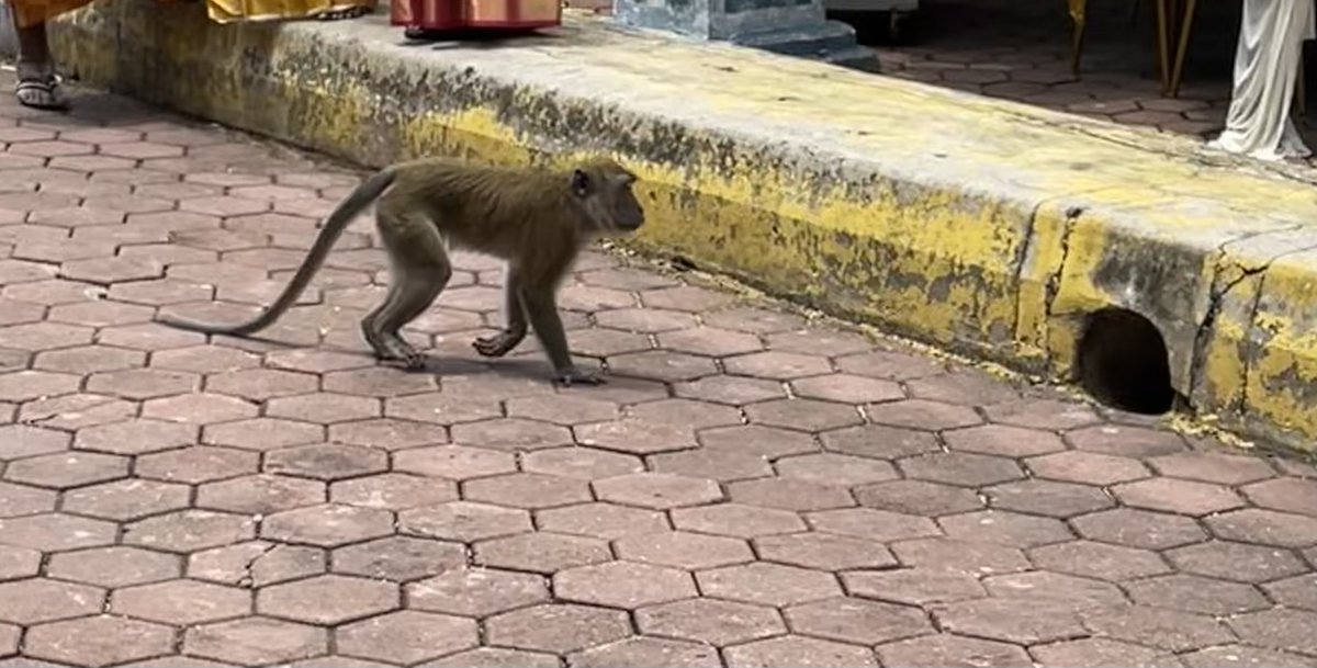 janekurtz's tweet photo. After the @IBBYINT award ceremony, I think my bro got inspired to work on some new #ReadySetGoBooks but in the meantime, our sightseeing at Batu Caves reconnected us with a picture book we wrote together about #monkeys in East Africa where we were kids. https://t.co/pvFoMN1cjL