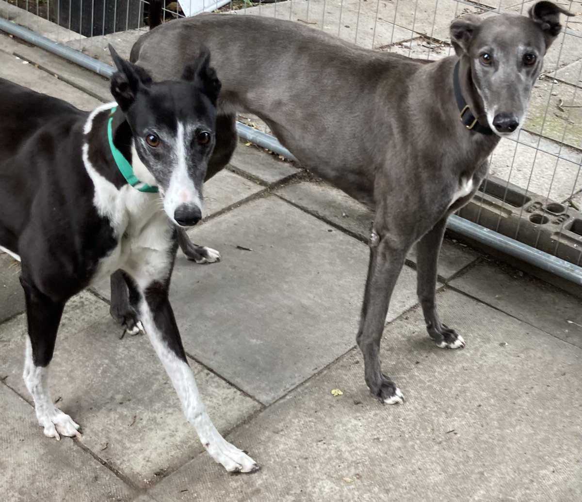 Please retweet to help Hailey and Rose find a home together #FIFE #SCOTLAND #UK Bonded pair of greyhound's, very sweet and friendly. They walk well on the lead Please contact the shelter directly for more information DETAILS or APPLY👇 greyhoundrescuefife.com ☎️07826 244765