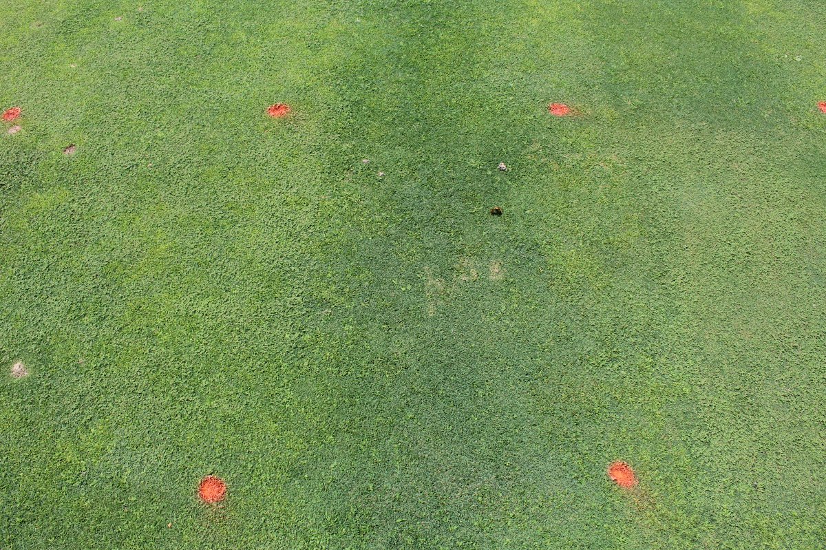 PeppersTurf's tweet image. If you struggle with crabgrass on your greens or tees, it may be a good idea to change up your PGR program. Left photo is primo @ 6fl oz/a and right photo is cutless @ 12.3 floz/a. Both were applied every three weeks. No negative effects on the bentgrass with cutless this summer