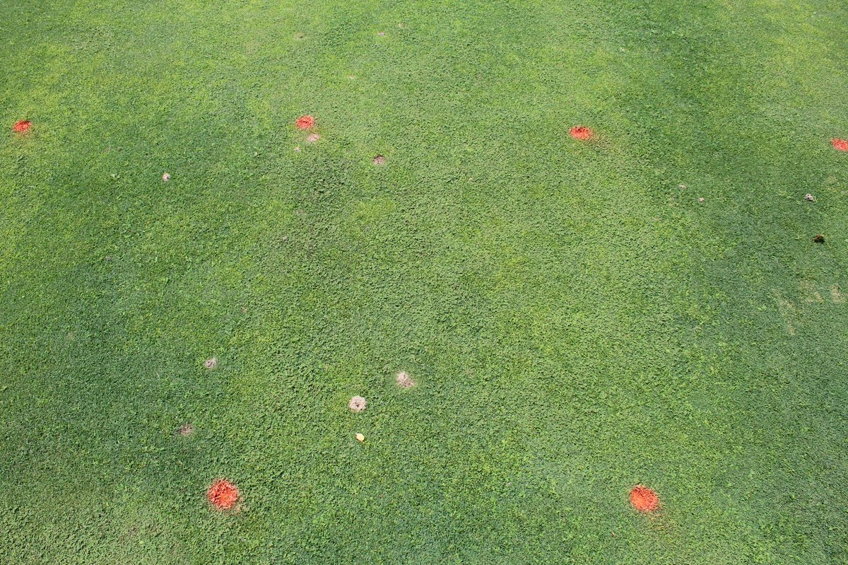 PeppersTurf's tweet image. If you struggle with crabgrass on your greens or tees, it may be a good idea to change up your PGR program. Left photo is primo @ 6fl oz/a and right photo is cutless @ 12.3 floz/a. Both were applied every three weeks. No negative effects on the bentgrass with cutless this summer