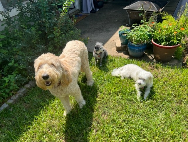 MMillerWaters's tweet photo. The pack https://t.co/D7ND4UKj3U