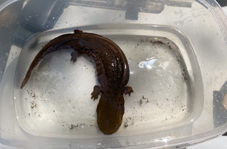 "Thousands of less charismatic species are competing for scarce resources in the United States, with as many as a million facing extinction around the world, according to the United Nations." #HellbenderSeptember

npr.org/2022/09/12/111…