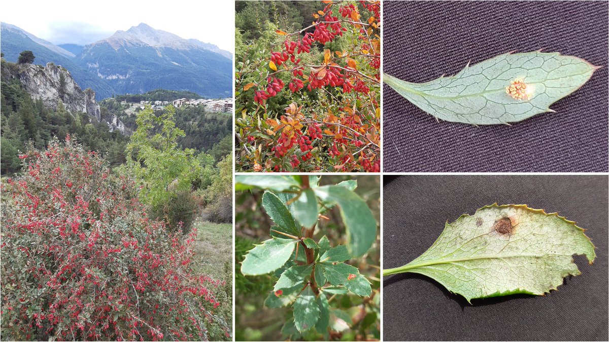 Frédéric Suffert tweet media