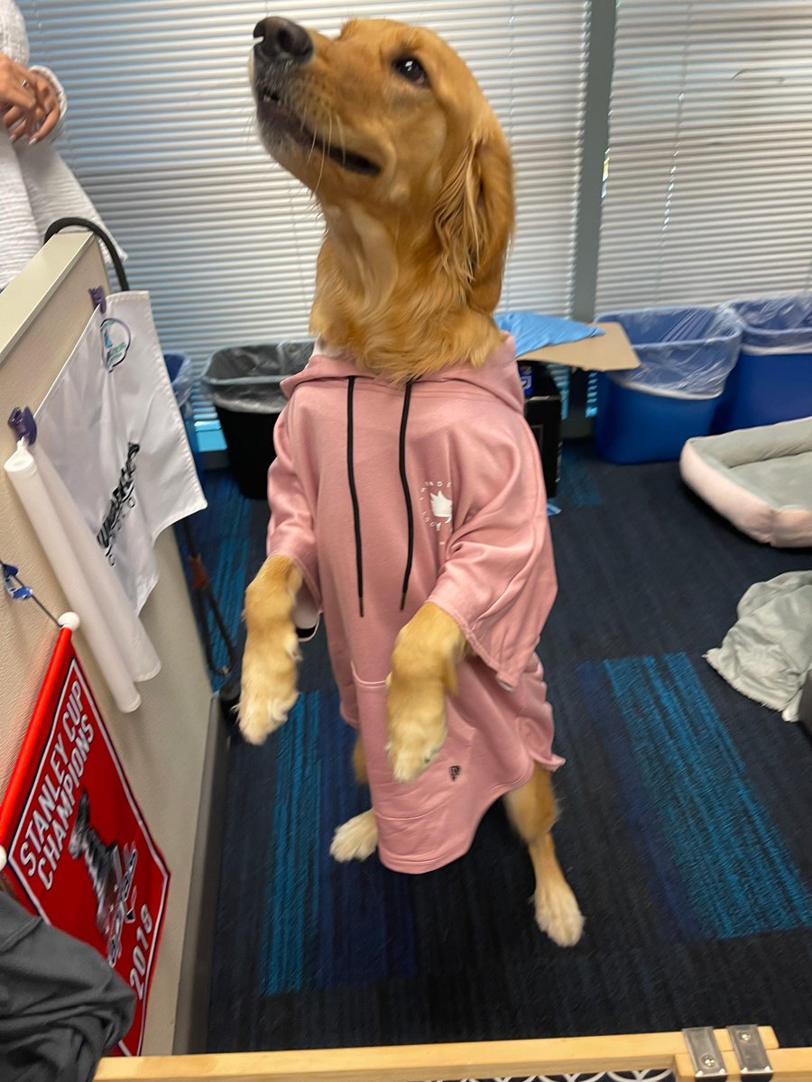 ThunderCat_Tech's tweet photo. Marlee modeled some of @ThunderCat_Tech's fall merch for us in the office today! Leave a comment below to let us know which is your favorite.
#ThunderDOG https://t.co/SVMQKsdMGT