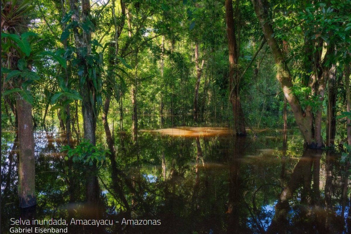 ParquesColombia's tweet photo. Entre los servicios ambientales que provee el Parque Nacional Natural Amacayacu, tenemos:

Producción de agua
Regulación climática
Almacenamiento de carbono
Dispersión y polinización
Mantenimiento de diversidad genética
Materias primas (maderas, fibras, leña)

#ConozcoMisParques https://t.co/9xXdHY4xRL