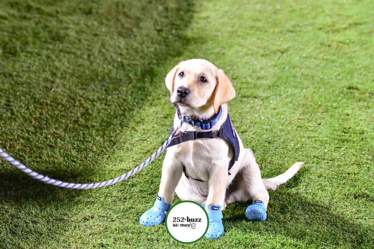 Look how welcoming and supportive ECU was of having me on their field 🐾🐕‍🦺 #servicedog