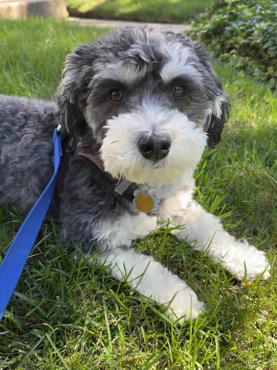 koda_bentley's tweet photo. I agree! #dogsoftwitter #gooutsideplease #havanese https://t.co/pIRoIDoTCV