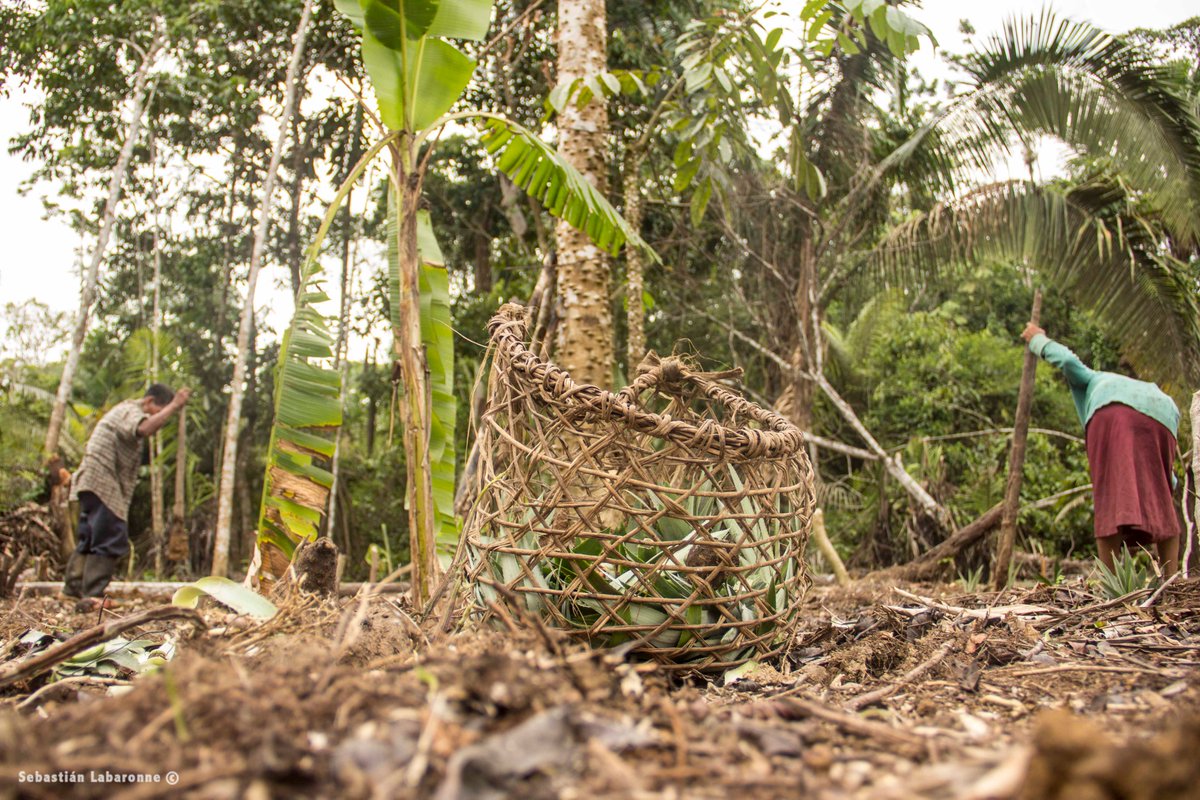 ParquesColombia's tweet photo. Entre los servicios ambientales que provee el Parque Nacional Natural Amacayacu, tenemos:

Producción de agua
Regulación climática
Almacenamiento de carbono
Dispersión y polinización
Mantenimiento de diversidad genética
Materias primas (maderas, fibras, leña)

#ConozcoMisParques https://t.co/9xXdHY4xRL