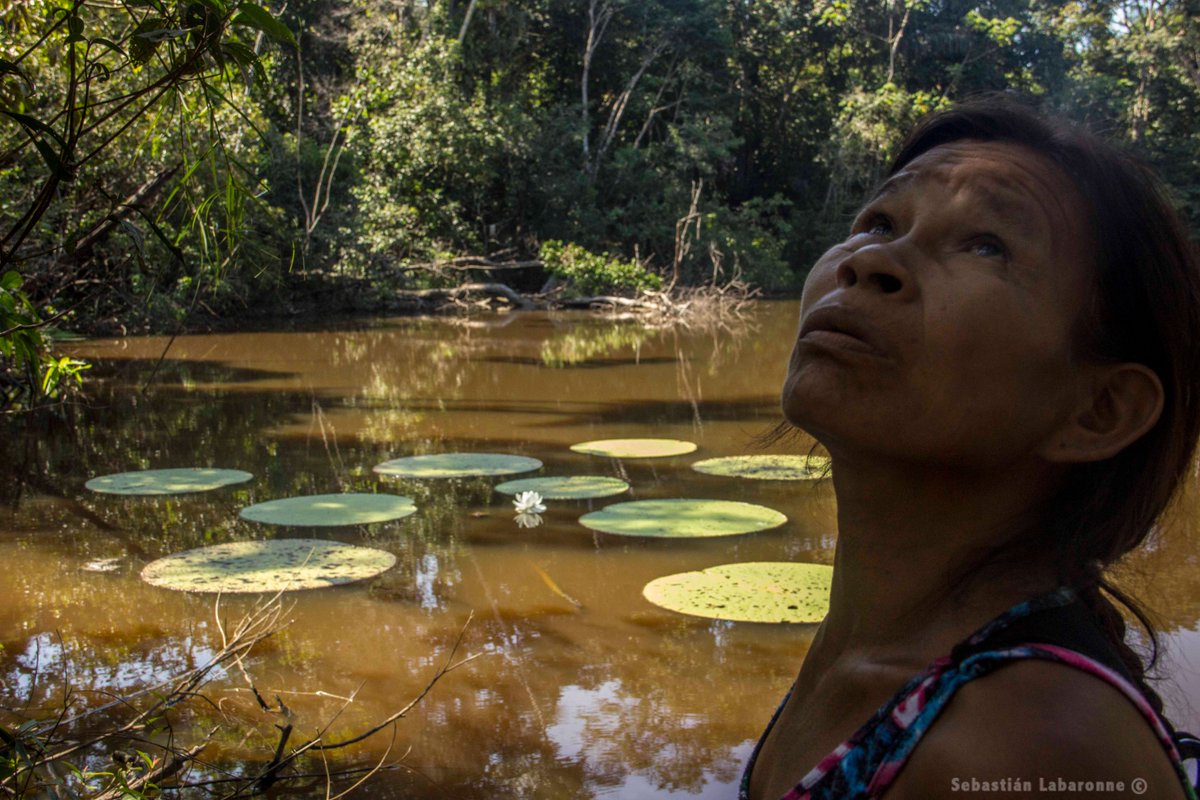 ParquesColombia's tweet photo. Entre los servicios ambientales que provee el Parque Nacional Natural Amacayacu, tenemos:

Producción de agua
Regulación climática
Almacenamiento de carbono
Dispersión y polinización
Mantenimiento de diversidad genética
Materias primas (maderas, fibras, leña)

#ConozcoMisParques https://t.co/9xXdHY4xRL